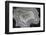 Banded Agate, Sammamish, Washington State-Darrell Gulin-Framed Photographic Print