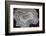 Banded Agate, Sammamish, Washington State-Darrell Gulin-Framed Photographic Print