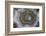 Banded Agate, Sammamish, Washington State-Darrell Gulin-Framed Photographic Print