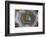 Banded Agate, Sammamish, Washington State-Darrell Gulin-Framed Photographic Print