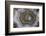 Banded Agate, Sammamish, Washington State-Darrell Gulin-Framed Photographic Print