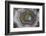 Banded Agate, Sammamish, Washington State-Darrell Gulin-Framed Photographic Print