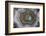 Banded Agate, Sammamish, Washington State-Darrell Gulin-Framed Photographic Print