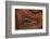 Banded Agate, Sammamish, Washington State-Darrell Gulin-Framed Photographic Print