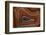 Banded Agate, Sammamish, Washington State-Darrell Gulin-Framed Photographic Print