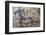 Banded Agate, Sammamish, Washington State-Darrell Gulin-Framed Photographic Print