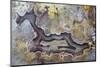 Banded Agate, Sammamish, Washington State-Darrell Gulin-Mounted Photographic Print