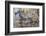 Banded Agate, Sammamish, Washington State-Darrell Gulin-Framed Photographic Print