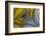 Banded Agate, Sammamish, Washington State-Darrell Gulin-Framed Photographic Print