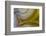 Banded Agate, Sammamish, Washington State-Darrell Gulin-Framed Photographic Print