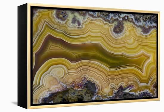 Banded Agate, Sammamish, Washington State-Darrell Gulin-Framed Premier Image Canvas