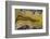 Banded Agate, Sammamish, Washington State-Darrell Gulin-Framed Photographic Print