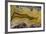 Banded Agate, Sammamish, Washington State-Darrell Gulin-Framed Photographic Print