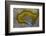 Banded Agate, Sammamish, Washington-Darrell Gulin-Framed Photographic Print