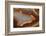 Banded Agate, Sammamish, Washington-Darrell Gulin-Framed Photographic Print