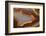 Banded Agate, Sammamish, Washington-Darrell Gulin-Framed Photographic Print