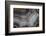 Banded Agate, Sammamish, Washington-Darrell Gulin-Framed Photographic Print