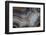 Banded Agate, Sammamish, Washington-Darrell Gulin-Framed Photographic Print