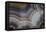 Banded Agate, Sammamish, Washington-Darrell Gulin-Framed Premier Image Canvas