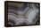 Banded Agate, Sammamish, Washington-Darrell Gulin-Framed Premier Image Canvas