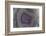 Banded Agate, Sammamish, Washington-Darrell Gulin-Framed Photographic Print