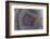 Banded Agate, Sammamish, Washington-Darrell Gulin-Framed Photographic Print