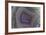 Banded Agate, Sammamish, Washington-Darrell Gulin-Framed Premium Photographic Print