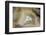 Banded Agate, Sammamish, Washington-Darrell Gulin-Framed Photographic Print