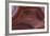 Banded Agate, Sammamish, Washington-Darrell Gulin-Framed Photographic Print