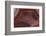 Banded Agate, Sammamish, Washington-Darrell Gulin-Framed Photographic Print