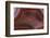 Banded Agate, Sammamish, Washington-Darrell Gulin-Framed Photographic Print