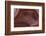 Banded Agate, Sammamish, Washington-Darrell Gulin-Framed Photographic Print