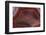 Banded Agate, Sammamish, Washington-Darrell Gulin-Framed Photographic Print