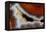 Banded Agate, Sammamish, Washington-Darrell Gulin-Framed Premier Image Canvas