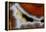 Banded Agate, Sammamish, Washington-Darrell Gulin-Framed Premier Image Canvas