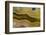 Banded Agate, Sammamish, Washington-Darrell Gulin-Framed Photographic Print