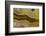 Banded Agate, Sammamish, Washington-Darrell Gulin-Framed Photographic Print