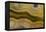 Banded Agate, Sammamish, Washington-Darrell Gulin-Framed Premier Image Canvas