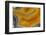 Banded Agate, Sammamish, Washington-Darrell Gulin-Framed Photographic Print