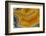 Banded Agate, Sammamish, Washington-Darrell Gulin-Framed Photographic Print