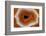 Banded Agate, Sammamish, Washington-Darrell Gulin-Framed Photographic Print