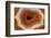 Banded Agate, Sammamish, Washington-Darrell Gulin-Framed Photographic Print