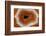 Banded Agate, Sammamish, Washington-Darrell Gulin-Framed Photographic Print