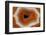 Banded Agate, Sammamish, Washington-Darrell Gulin-Framed Photographic Print