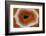 Banded Agate, Sammamish, Washington-Darrell Gulin-Framed Photographic Print