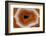 Banded Agate, Sammamish, Washington-Darrell Gulin-Framed Photographic Print