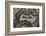 Banded Agate, Sammamish, Washington-Darrell Gulin-Framed Photographic Print