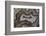 Banded Agate, Sammamish, Washington-Darrell Gulin-Framed Photographic Print