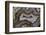 Banded Agate, Sammamish, Washington-Darrell Gulin-Framed Photographic Print