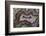 Banded Agate, Sammamish, Washington-Darrell Gulin-Framed Photographic Print